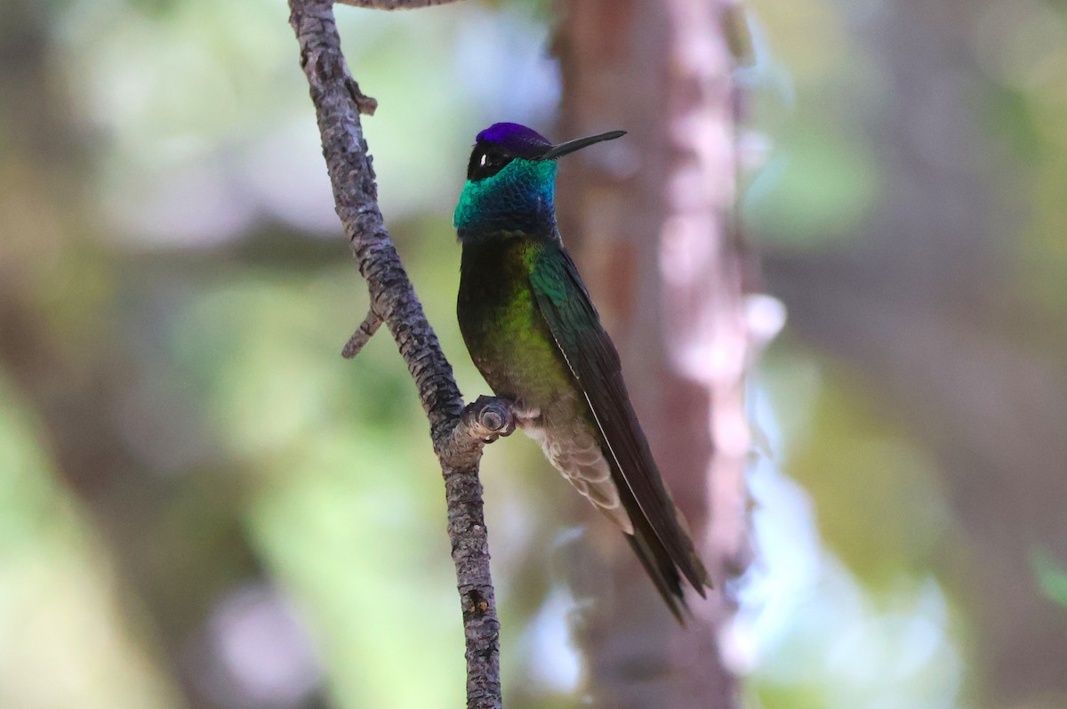 Rivoli's Hummingbird - Tricia Vesely