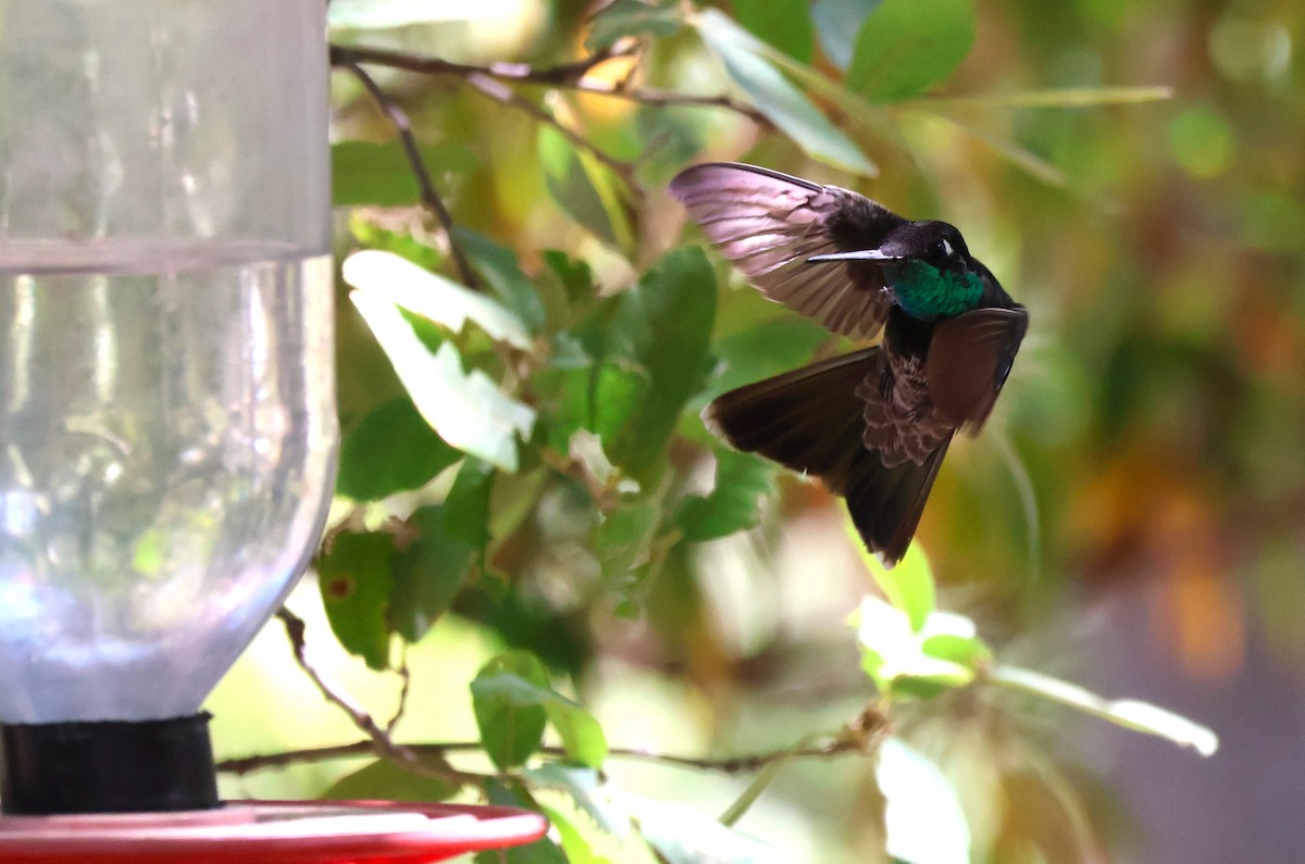 Rivoli's Hummingbird - Tricia Vesely