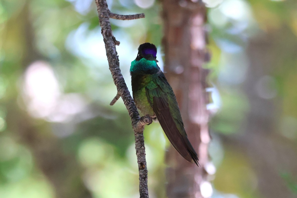 Rivoli's Hummingbird - Tricia Vesely