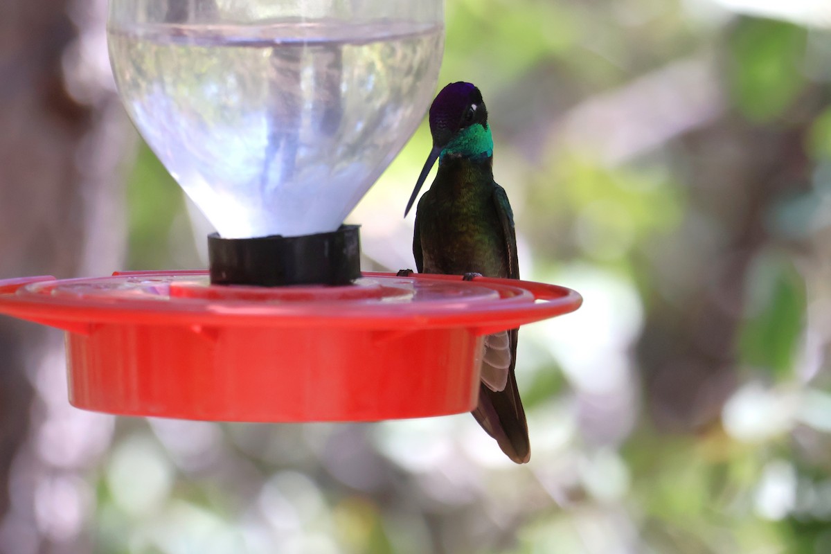 Rivoli's Hummingbird - Tricia Vesely