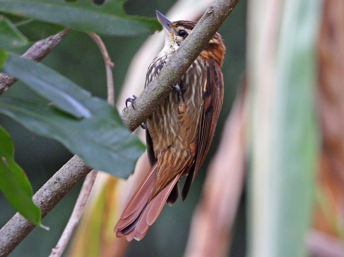 Streaked Xenops - Miguel Angelo Biz