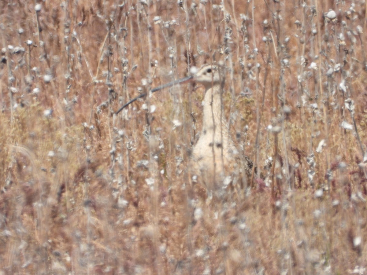 Long-billed Curlew - Tom Wuenschell