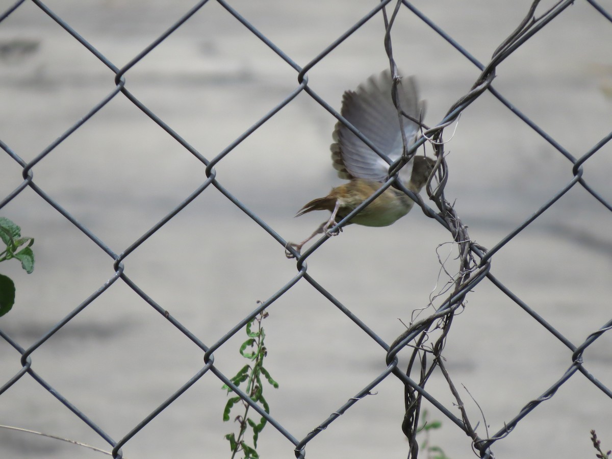 House Wren - Luis Felipe Gómez Torres