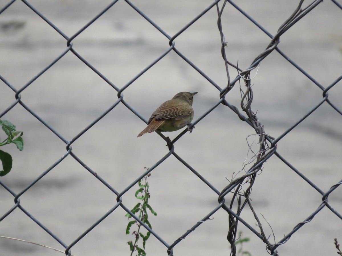 House Wren - Luis Felipe Gómez Torres