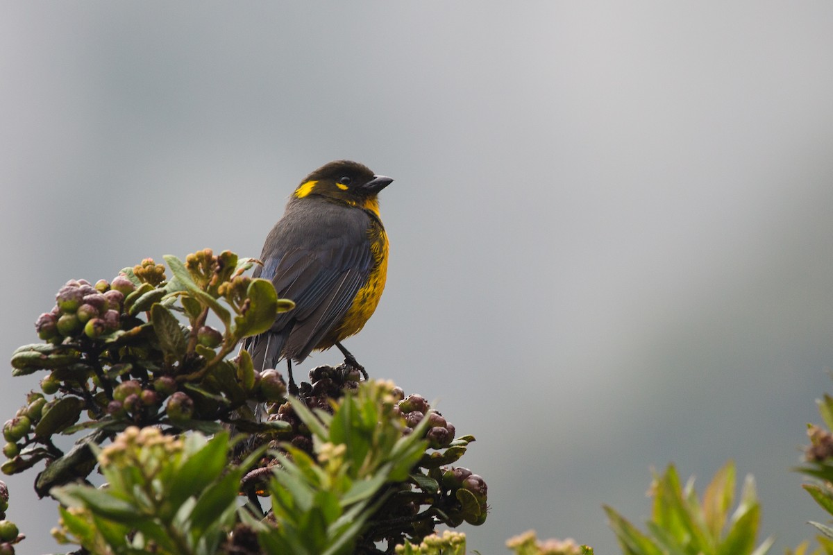 Lacrimose Mountain Tanager - Brian Healy