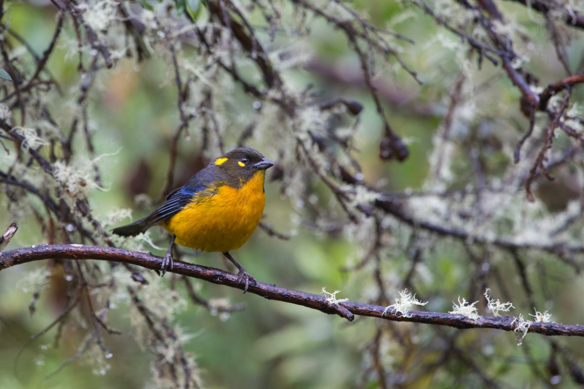 Lacrimose Mountain Tanager - Brian Healy