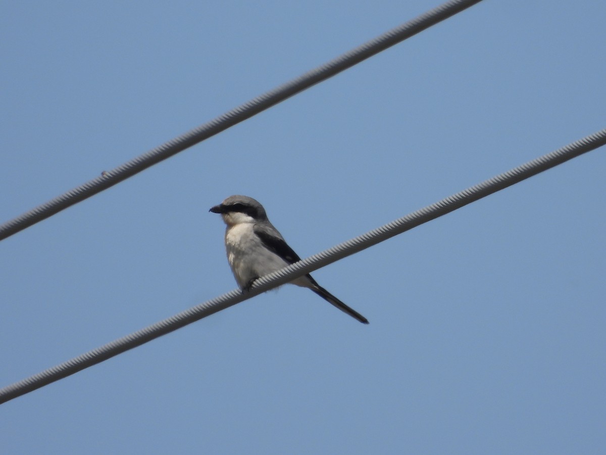 Loggerhead Shrike - Tom Wuenschell