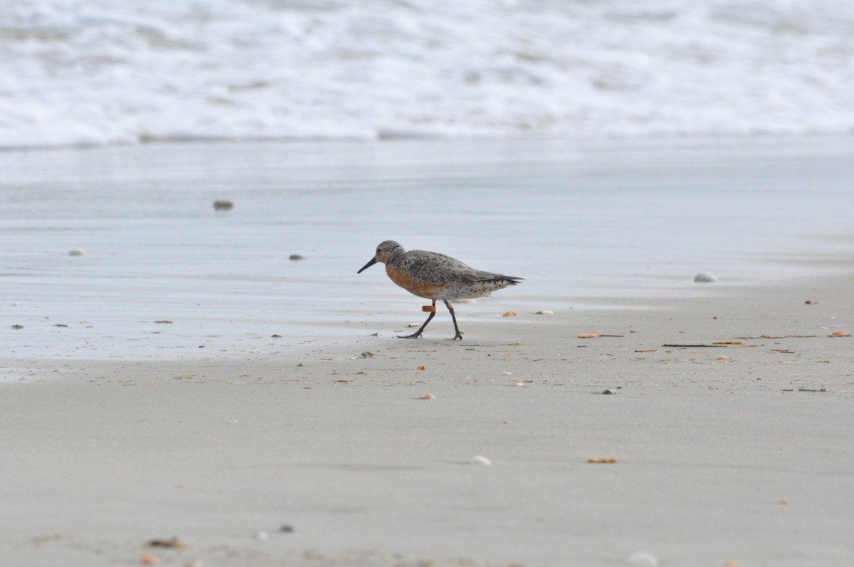 Red Knot - ML619641932