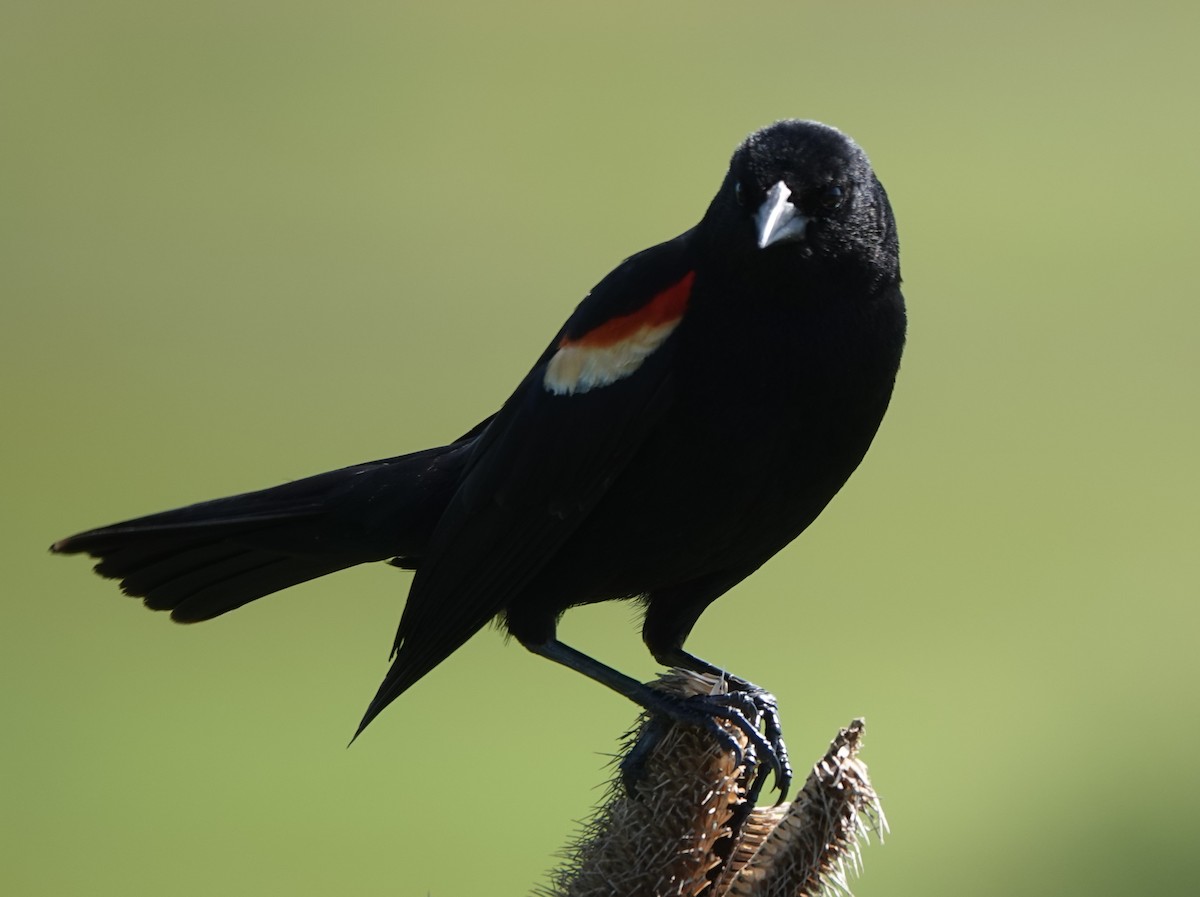 Red-winged Blackbird - ML619641933