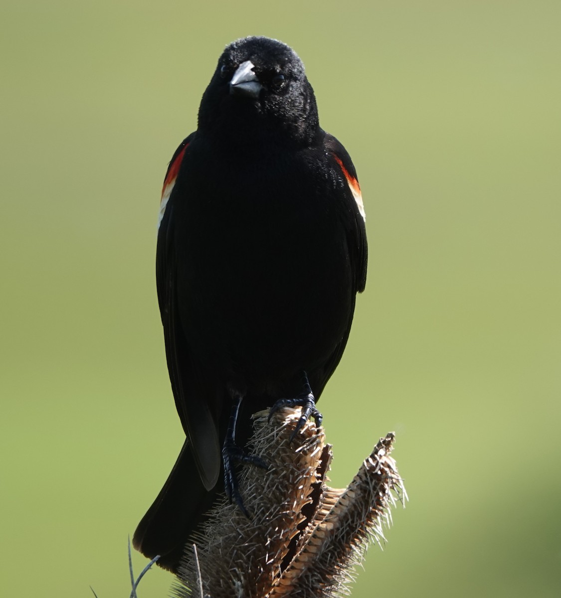 Red-winged Blackbird - ML619641934