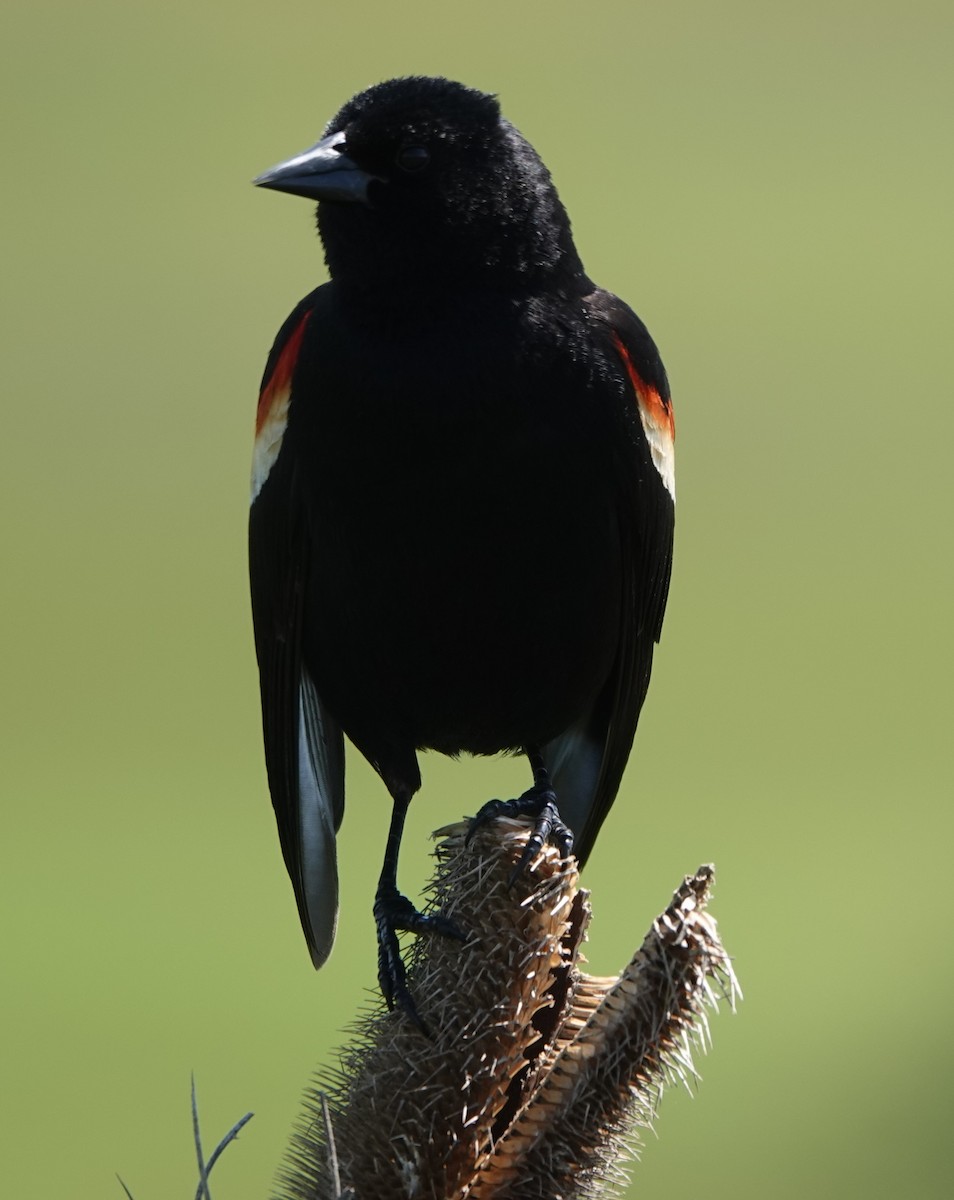 Red-winged Blackbird - ML619641935