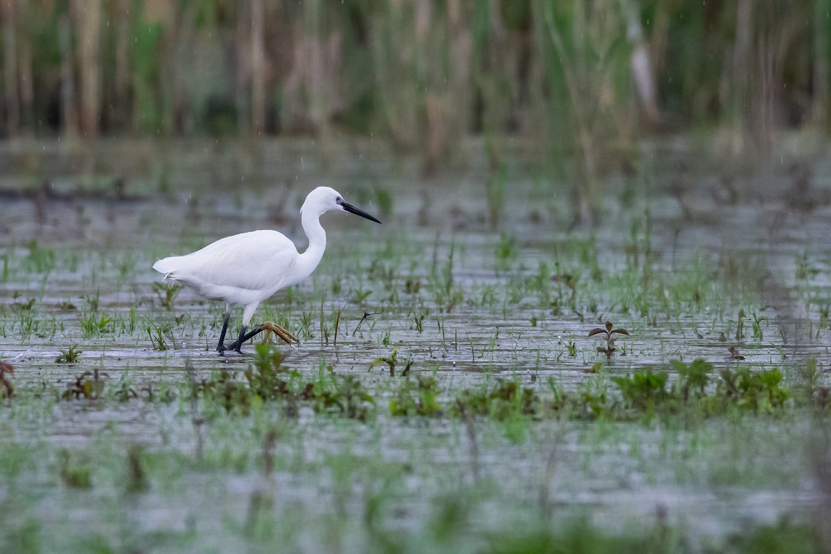 Little Egret - František Suchý