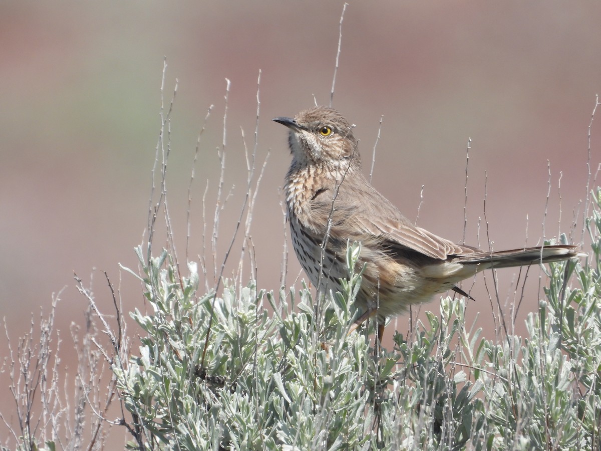 Sage Thrasher - Tom Wuenschell