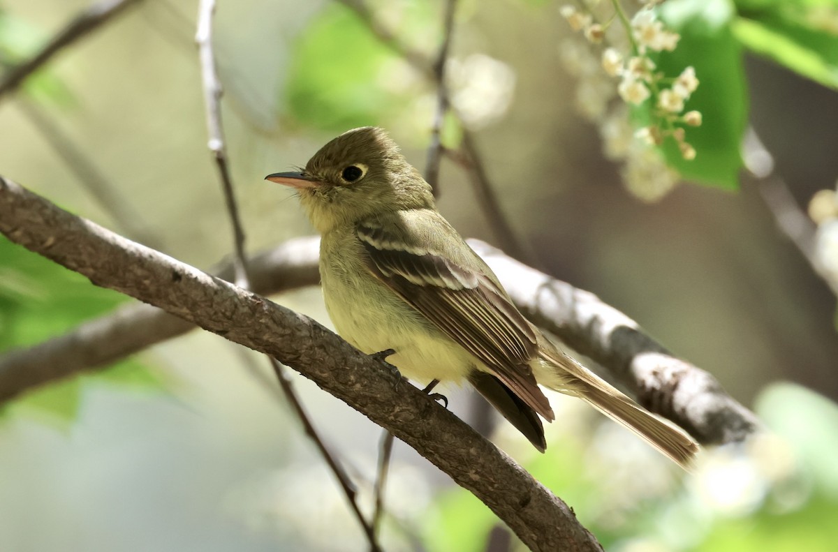 Western Flycatcher - ML619641945