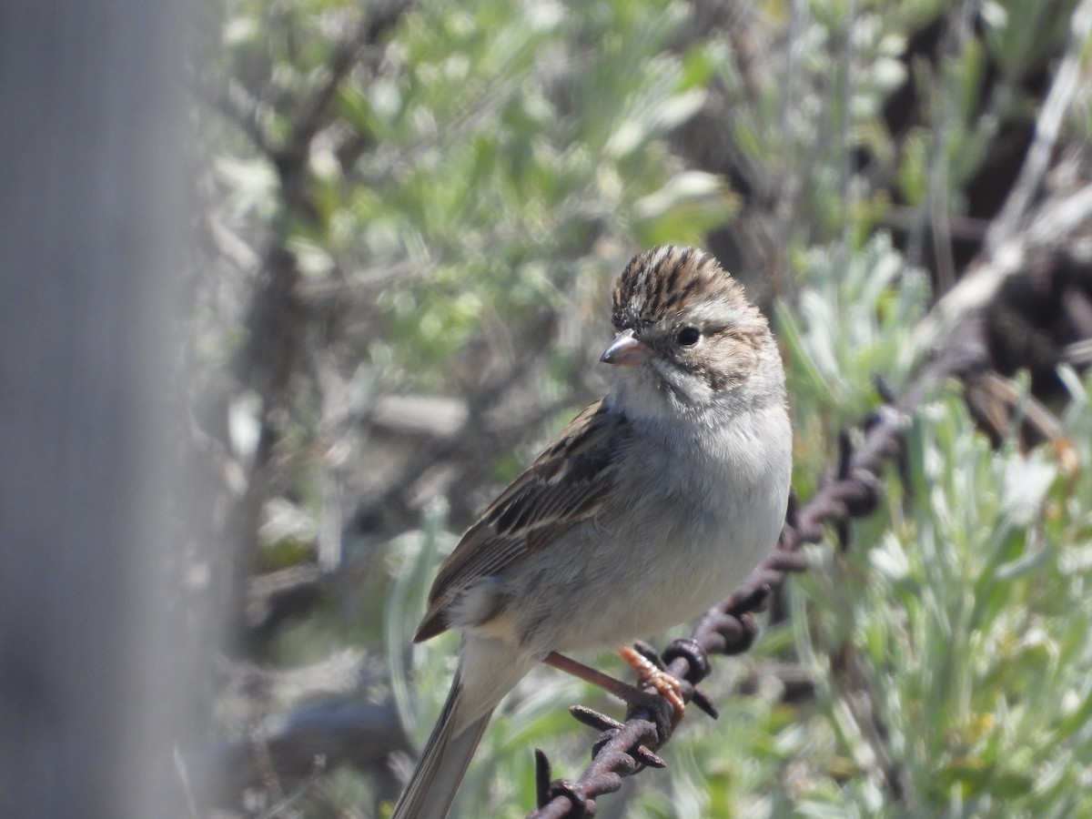 Brewer's Sparrow - Tom Wuenschell