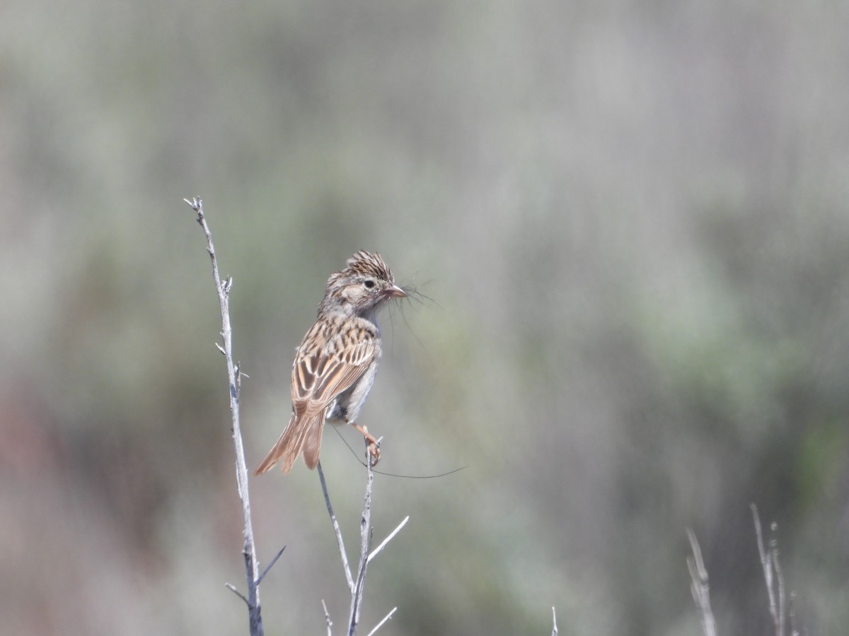 Brewer's Sparrow - Tom Wuenschell