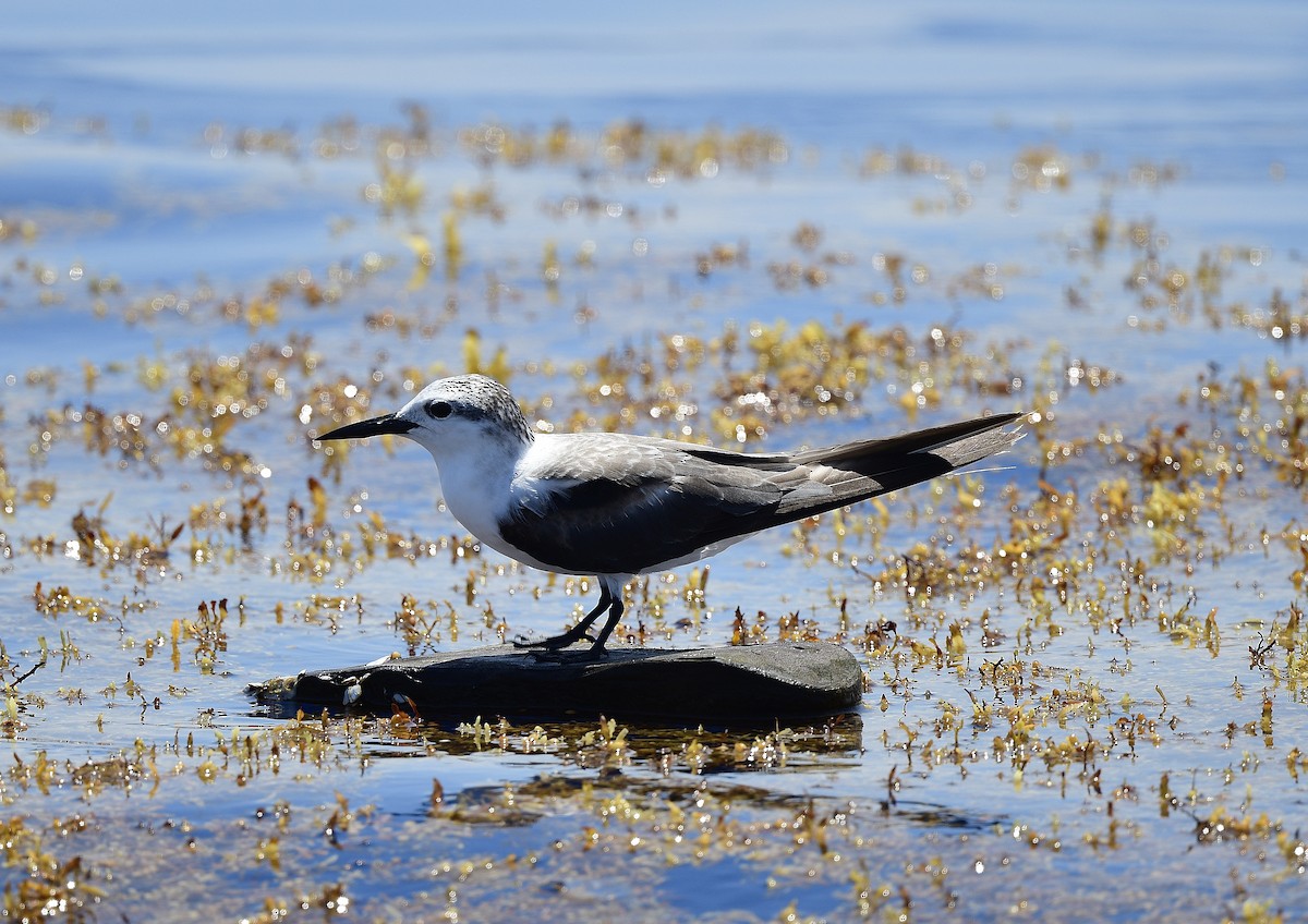 Bridled Tern - JoAnna Clayton