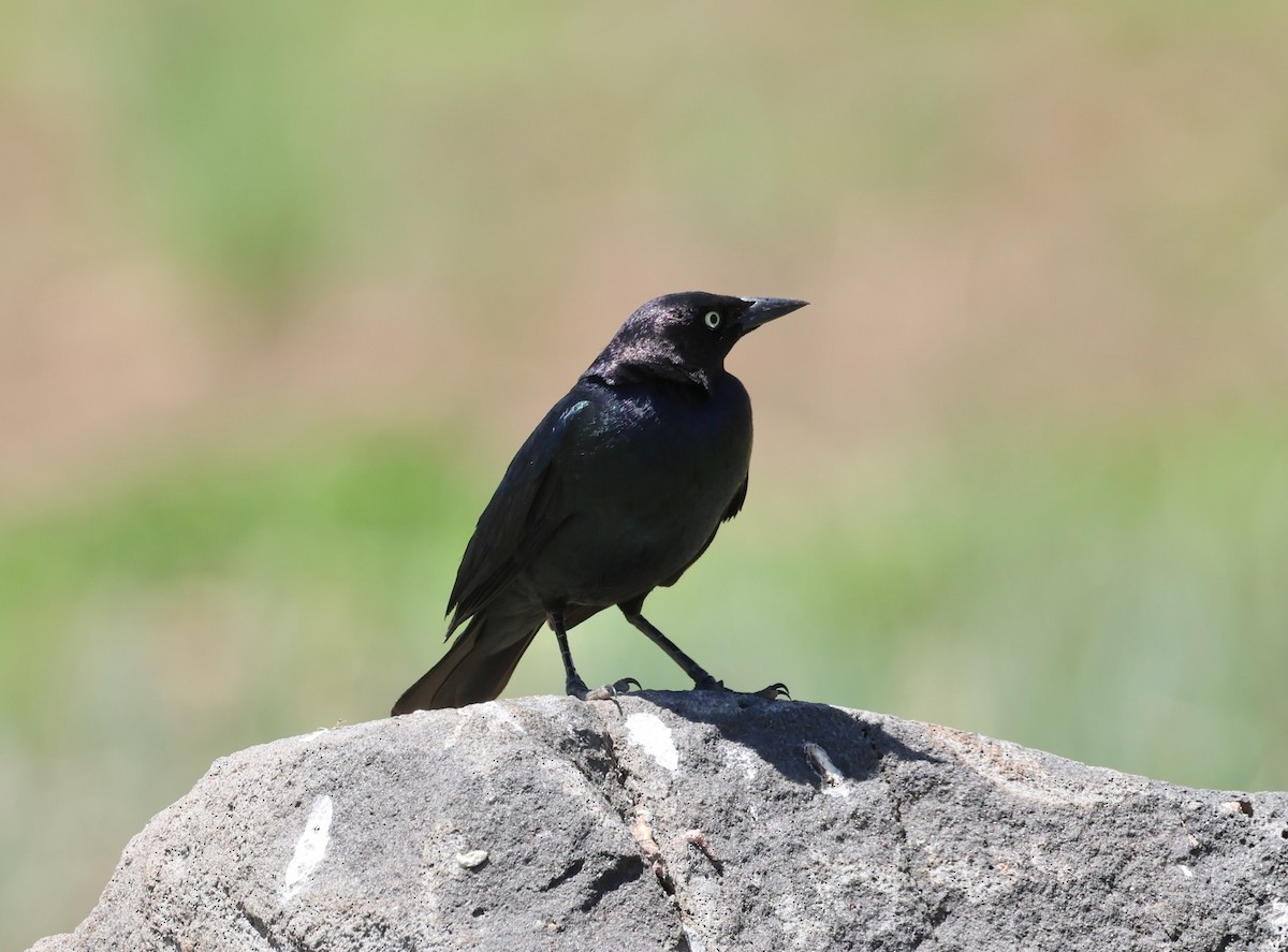 Brewer's Blackbird - ML619641954