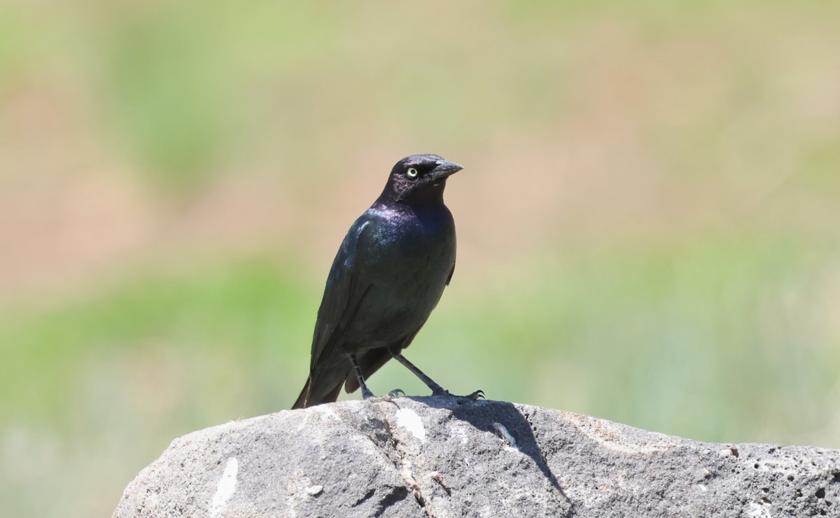 Brewer's Blackbird - ML619641955