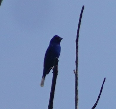 Indigo Bunting - ML619641956