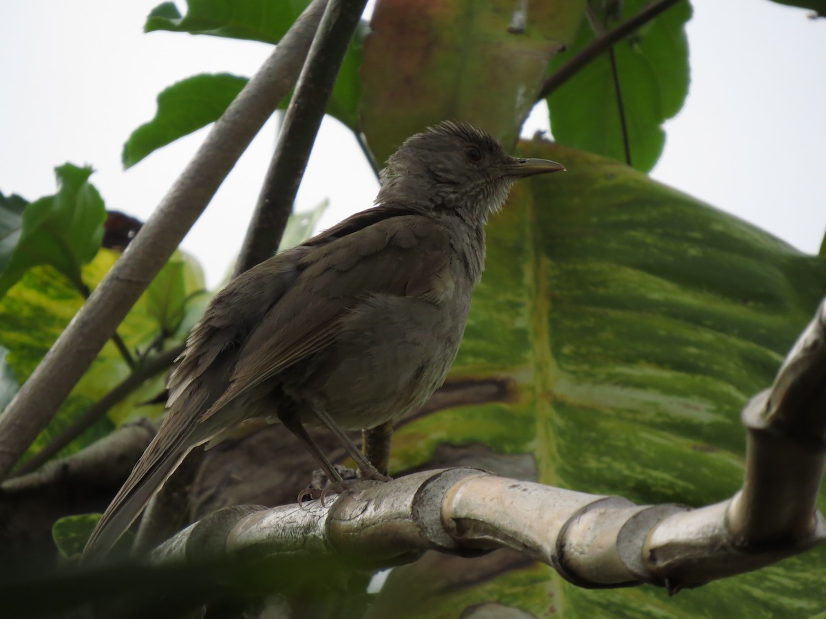 Pale-breasted Thrush - Luis Felipe Gómez Torres