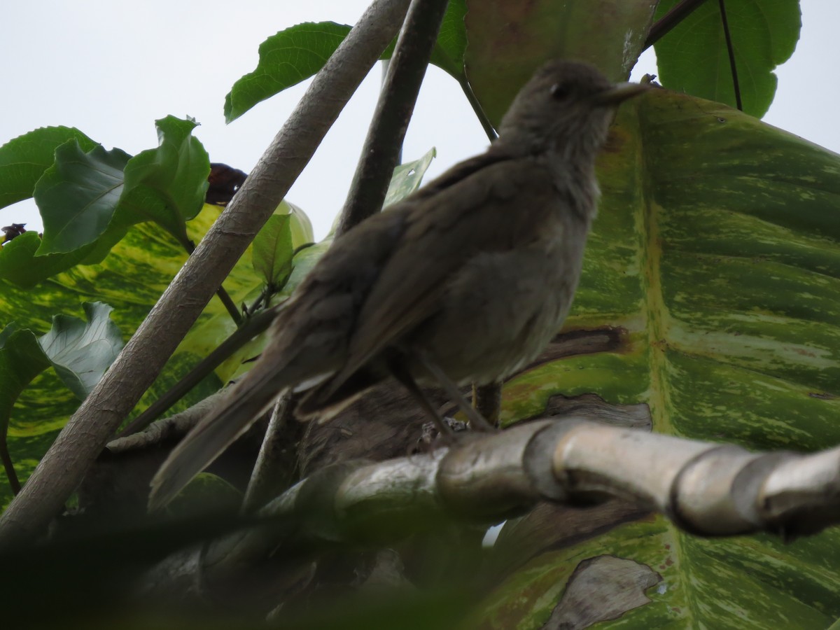 Pale-breasted Thrush - Luis Felipe Gómez Torres