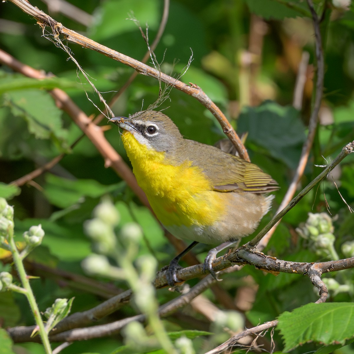 Yellow-breasted Chat - ML619641959