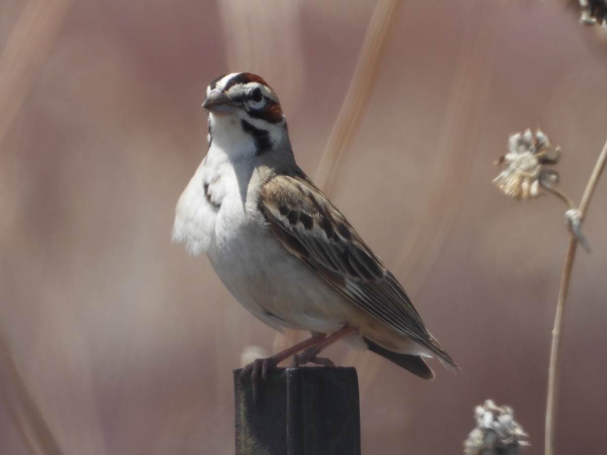 Lark Sparrow - Tom Wuenschell