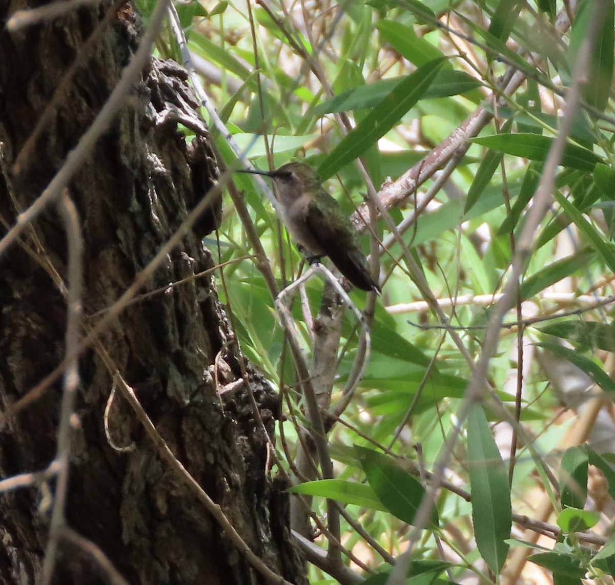 Broad-tailed Hummingbird - Cathy Olson