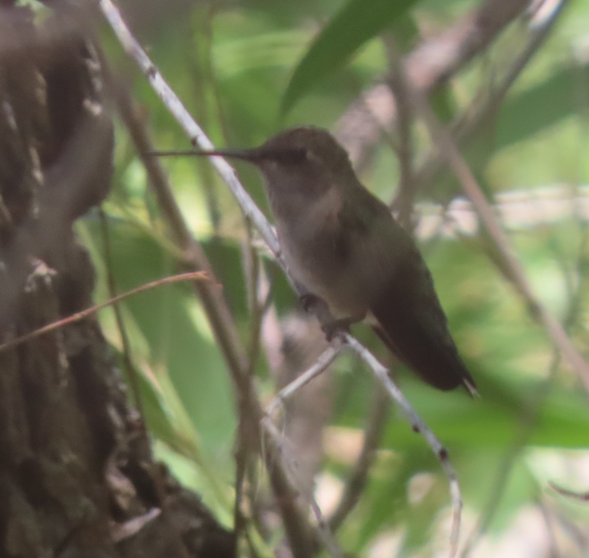 Broad-tailed Hummingbird - Cathy Olson