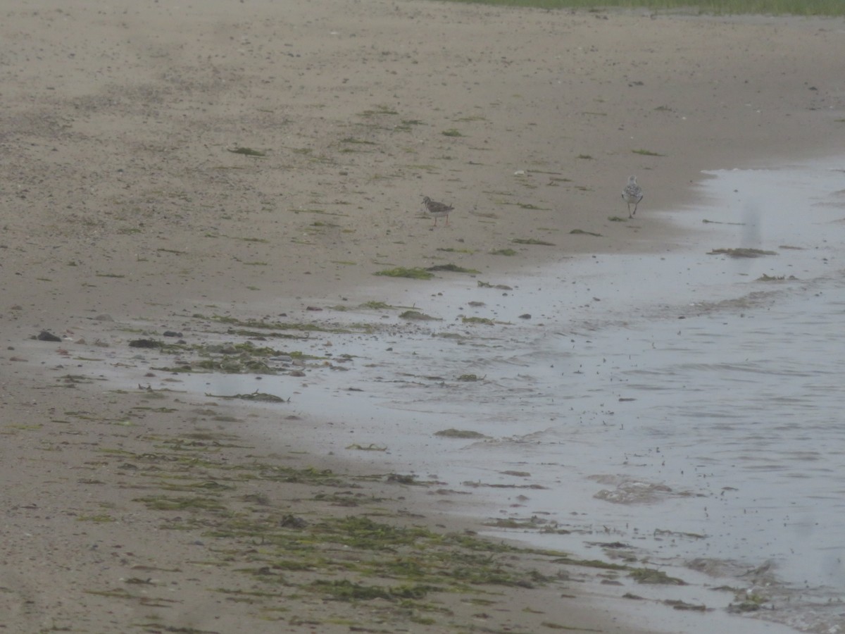 Ruddy Turnstone - William Kuk