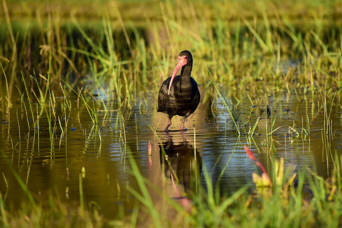 Bare-faced Ibis - Chris Peters