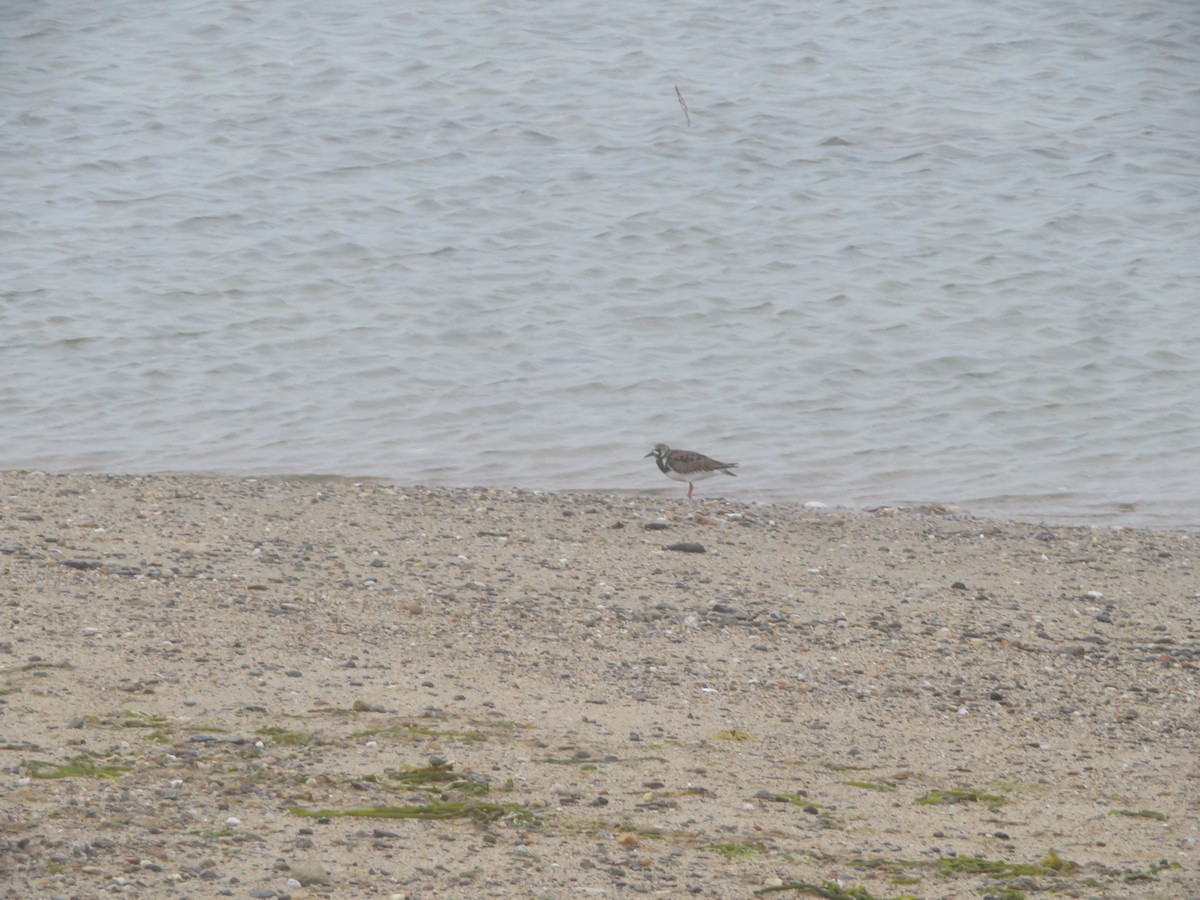 Ruddy Turnstone - William Kuk