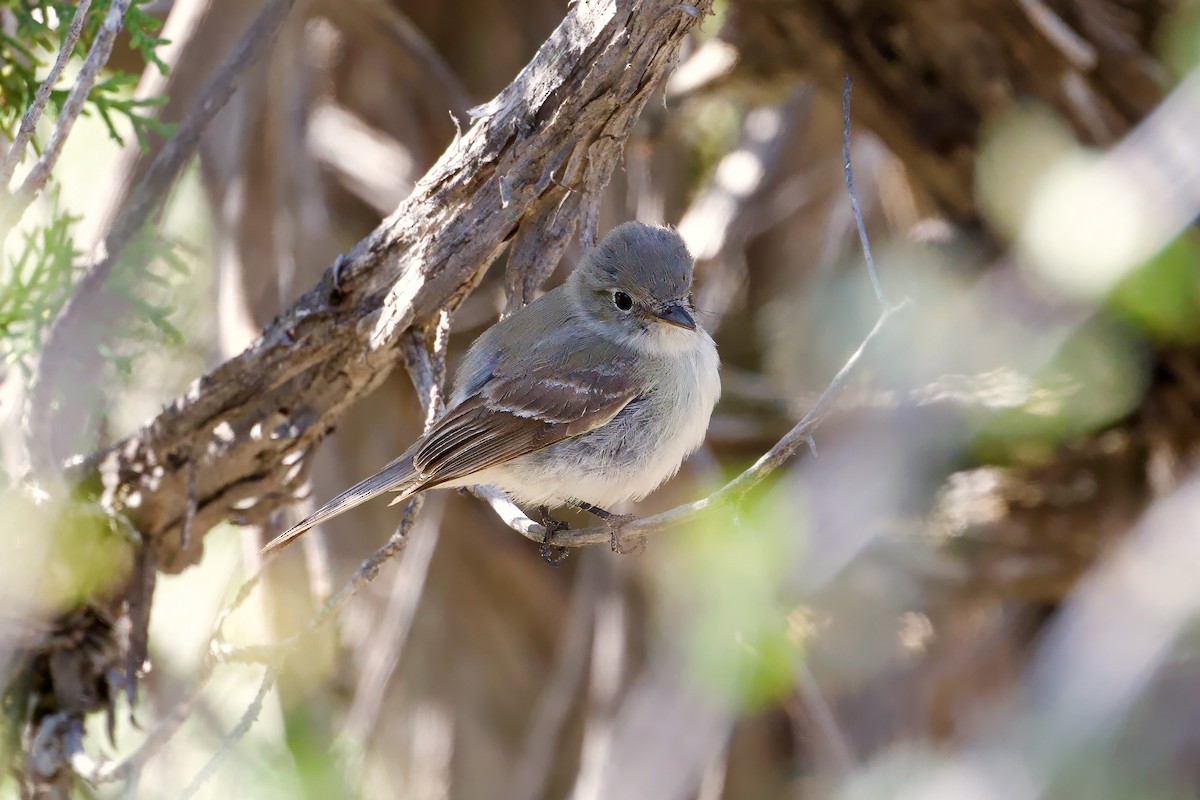 Gray Flycatcher - Bill Schneider