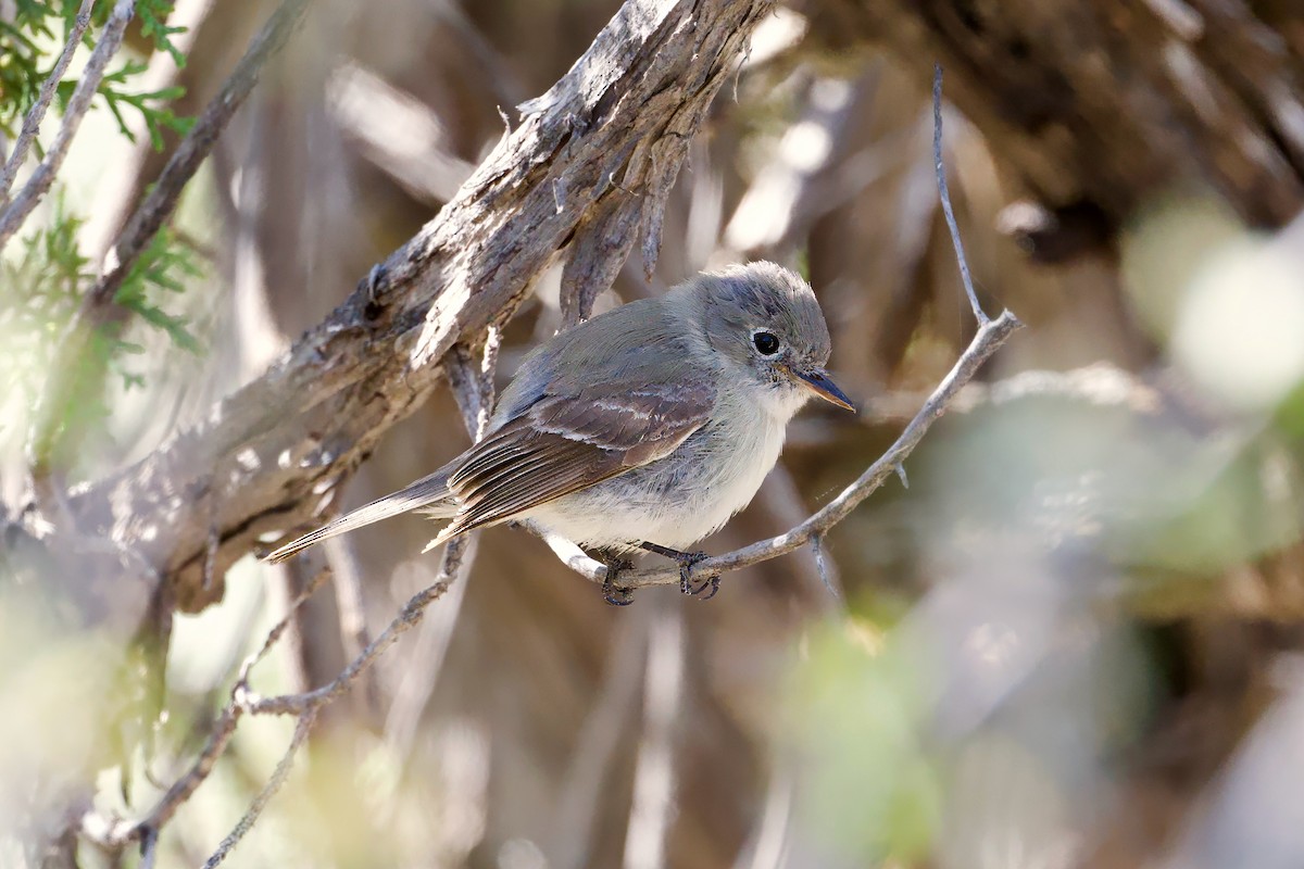 Gray Flycatcher - Bill Schneider