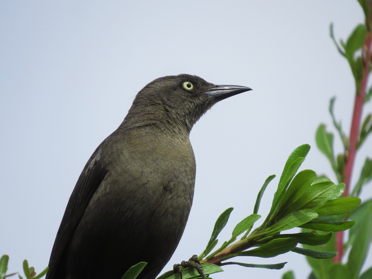 Carib Grackle - Luis Felipe Gómez Torres