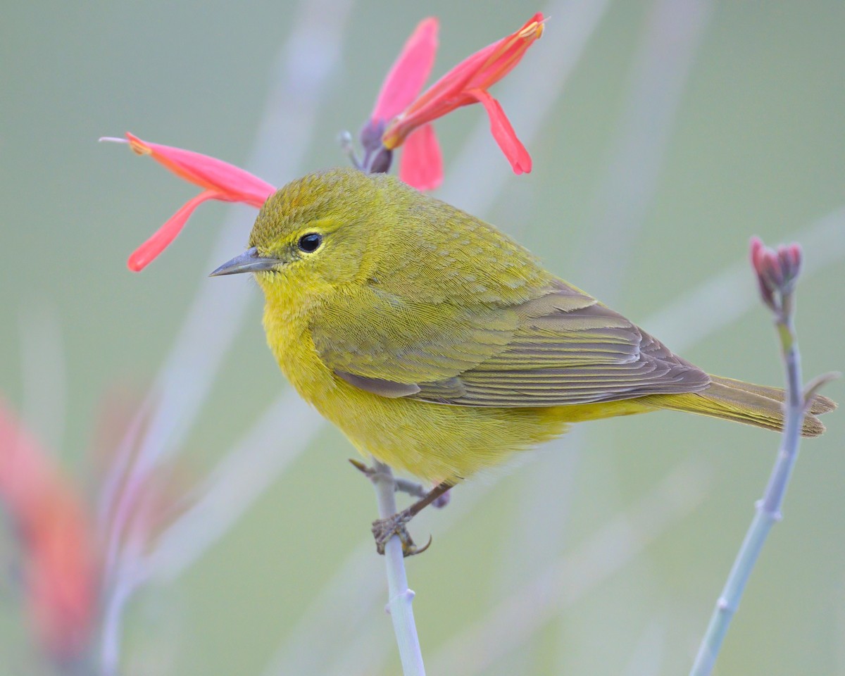 Orange-crowned Warbler - Sean Crockett