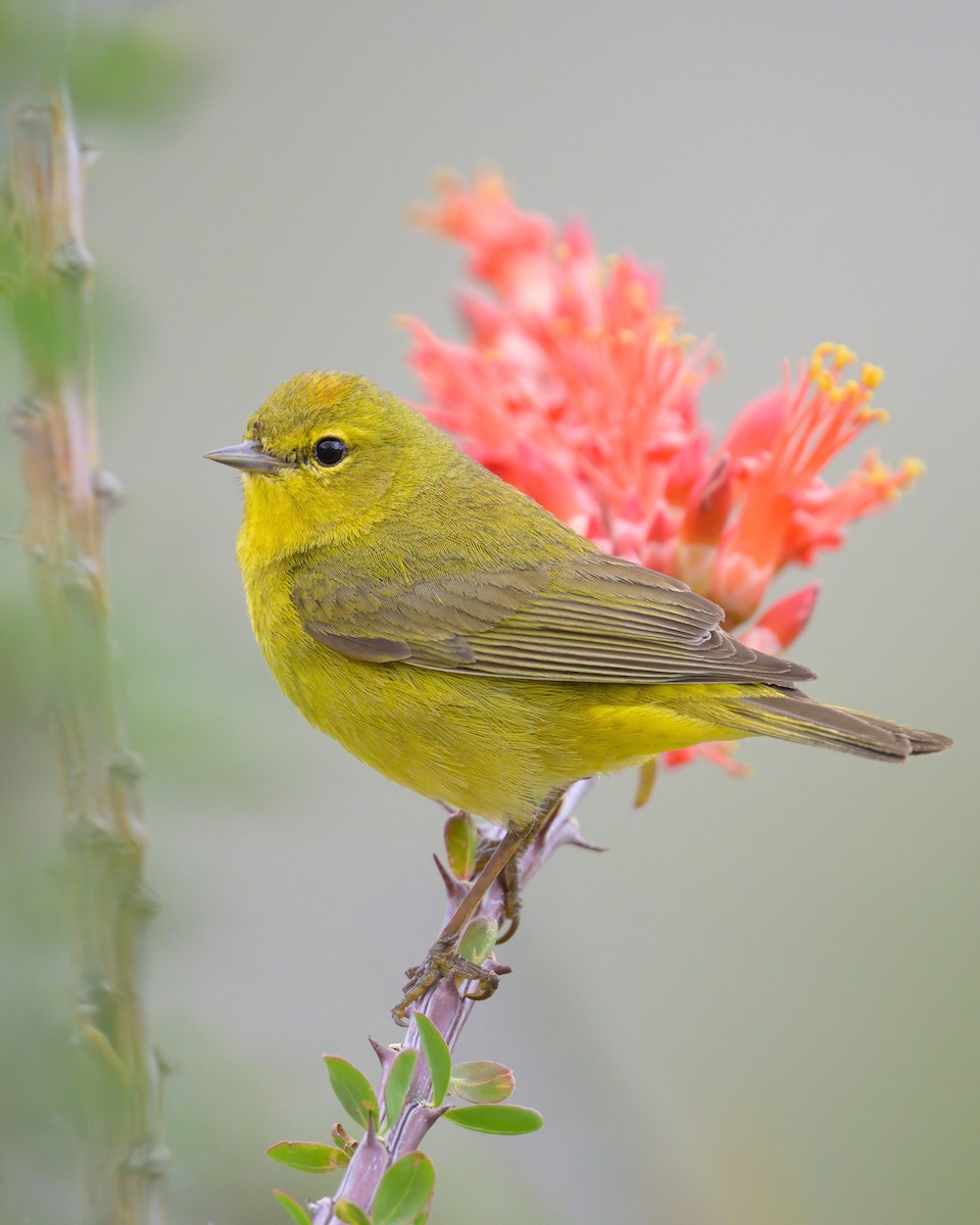 Orange-crowned Warbler - Sean Crockett