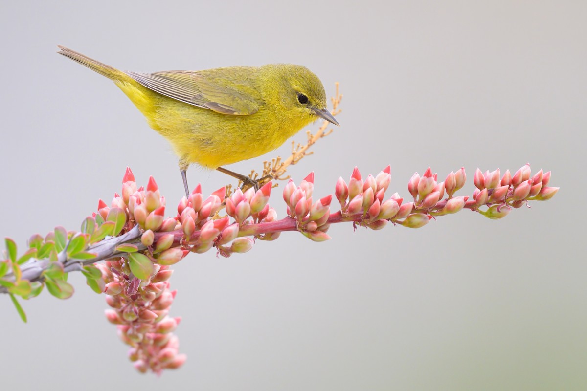 Orange-crowned Warbler - Sean Crockett