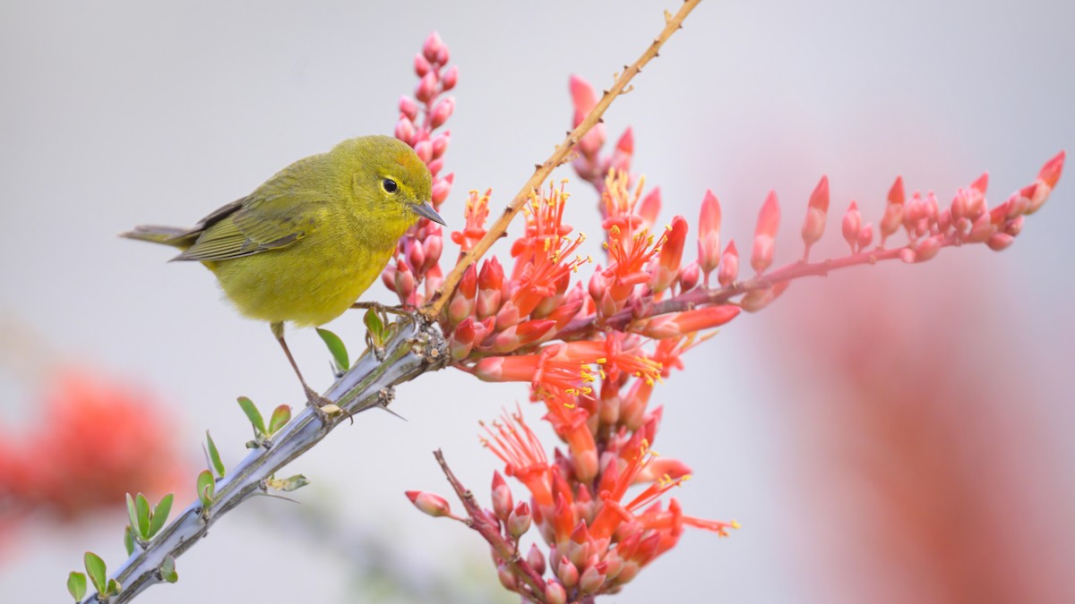 Orange-crowned Warbler - Sean Crockett