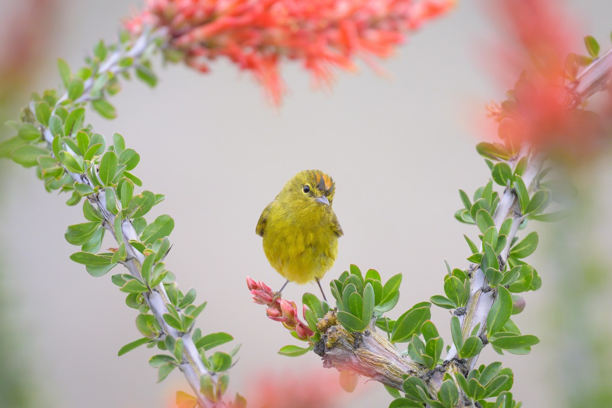 Orange-crowned Warbler - Sean Crockett