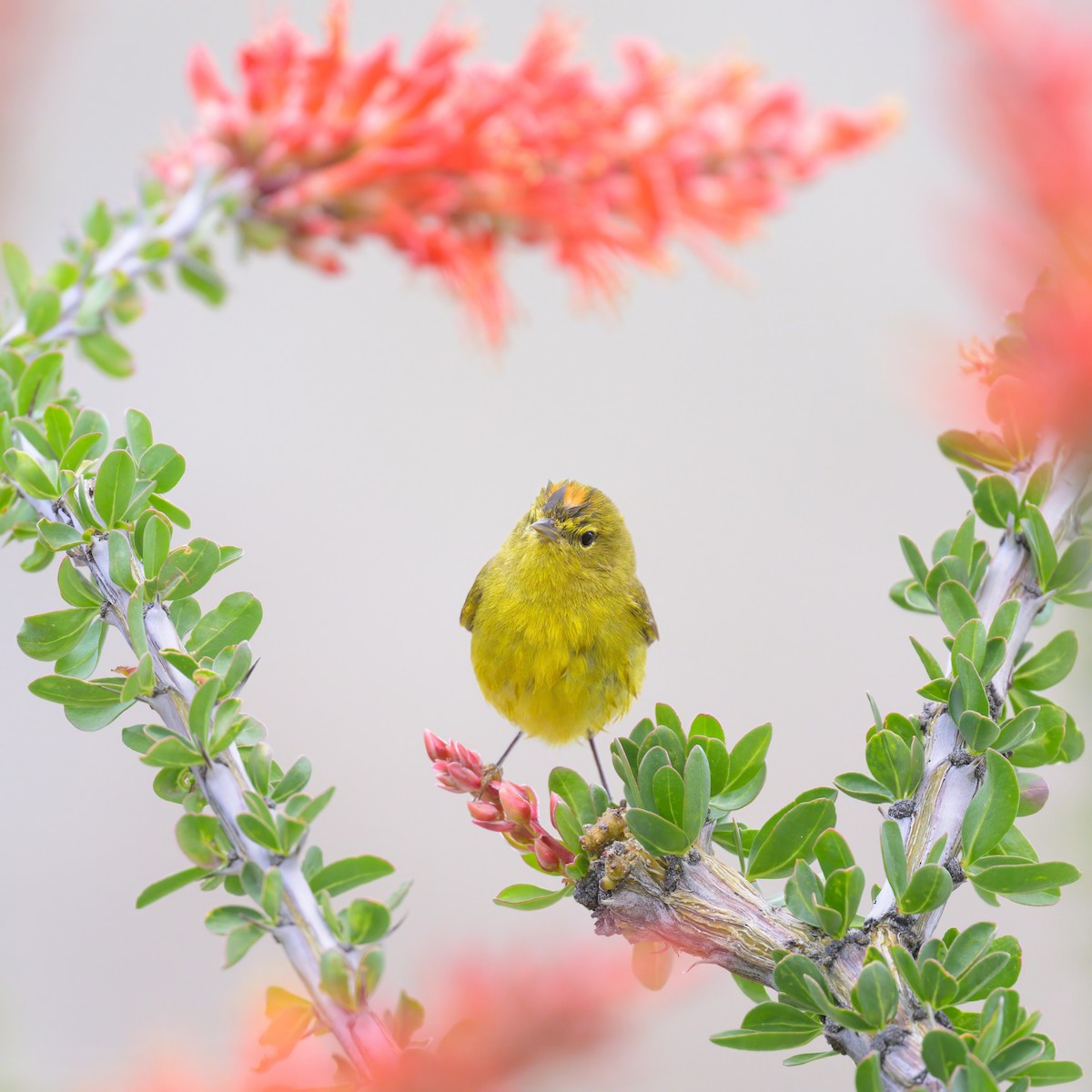 Orange-crowned Warbler - Sean Crockett