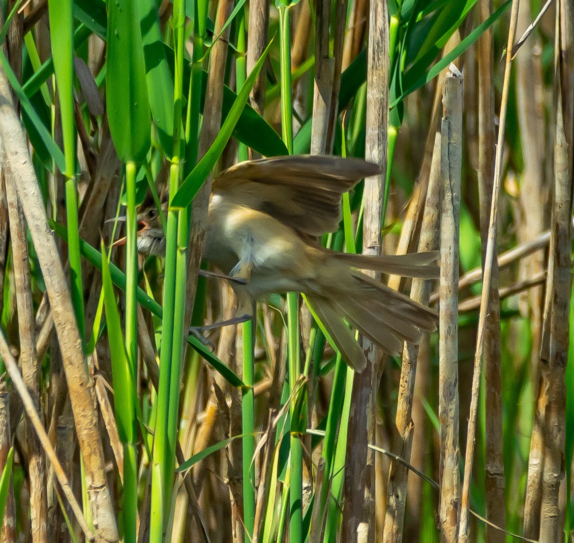 Great Reed Warbler - Boris Okanović