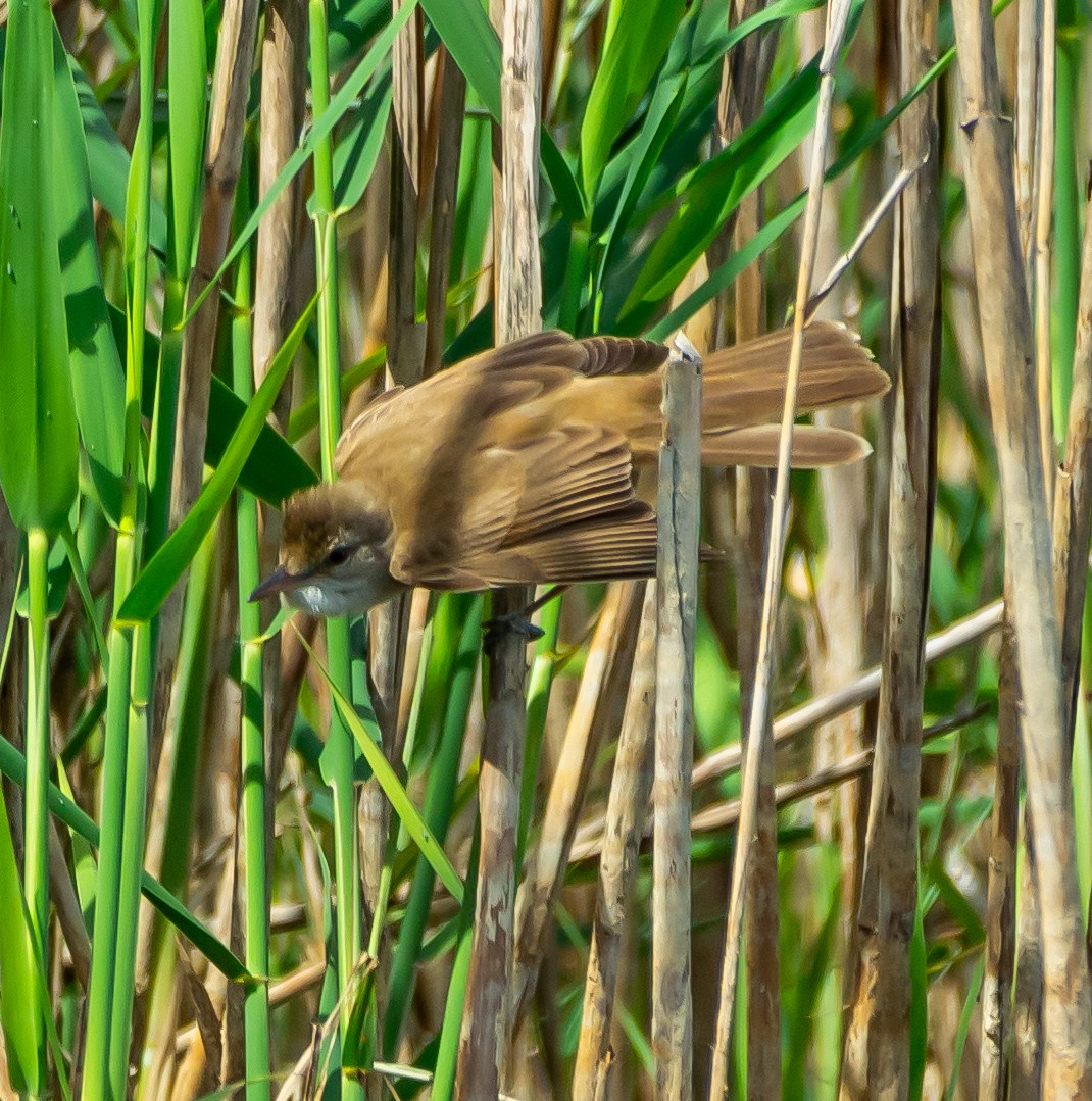 Great Reed Warbler - ML619642017