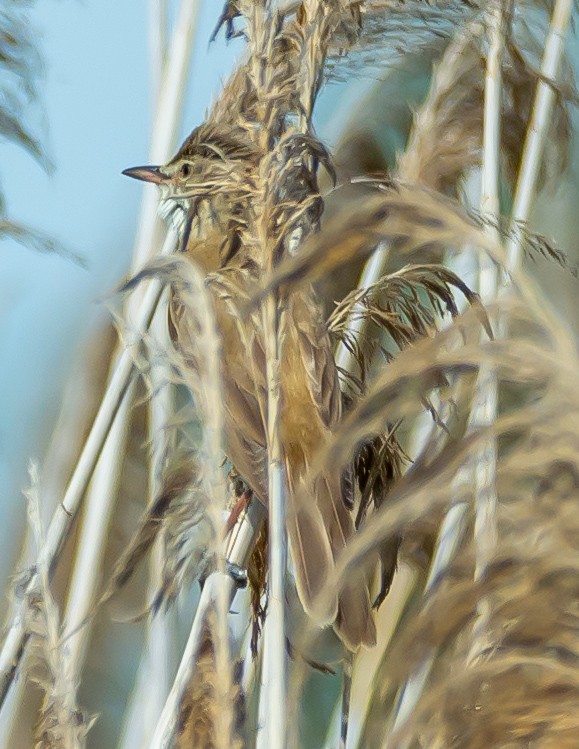 Great Reed Warbler - ML619642018