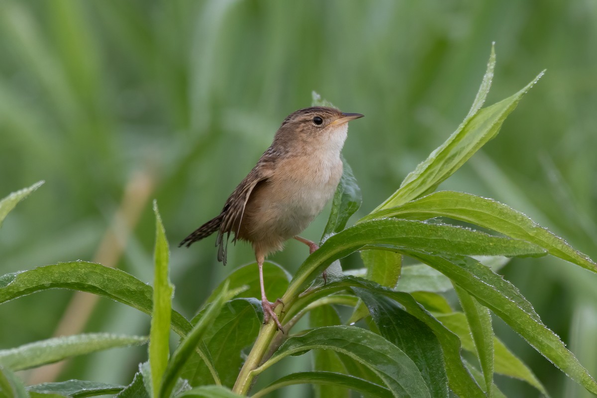 Sedge Wren - ML619642022