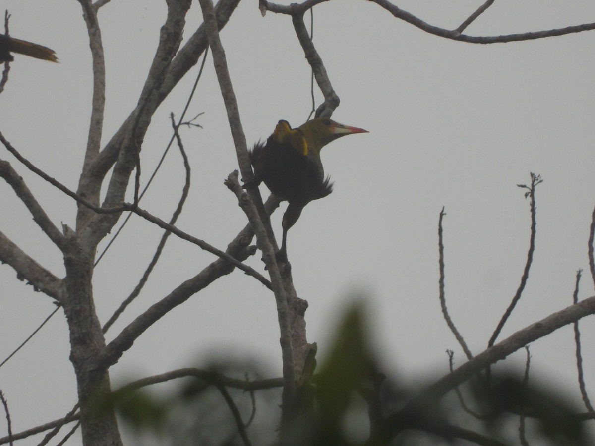 Green Oropendola - Juan Aguilar