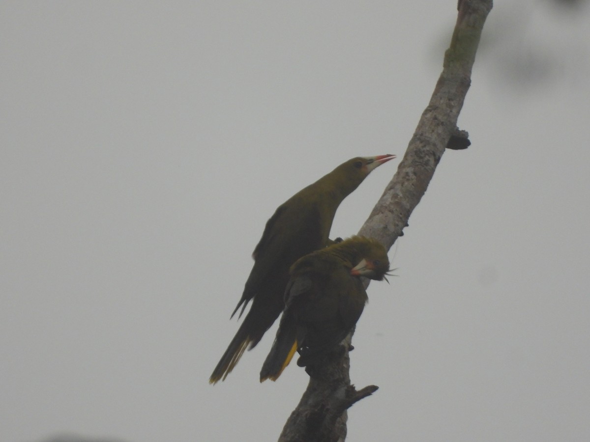 Green Oropendola - Juan Aguilar