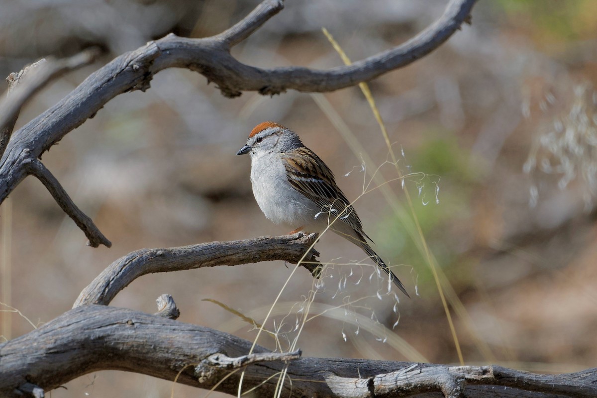 Chipping Sparrow - Bill Schneider