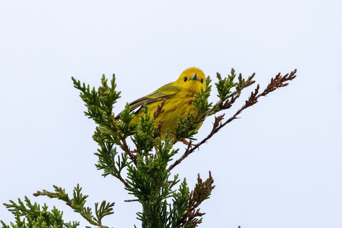 Yellow Warbler - Stinky Bird